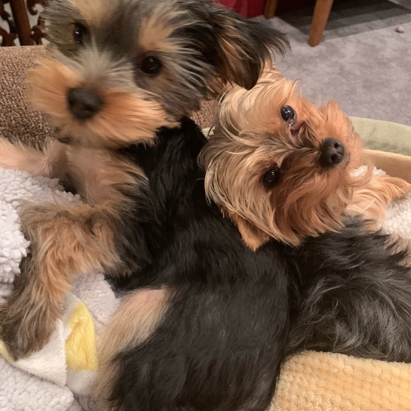 Meet your Posher - Picture 4 of 5